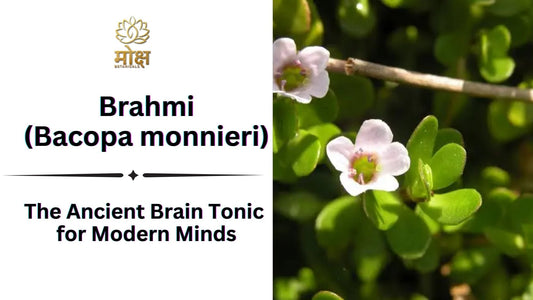 Brahmi: The Ancient Brain Tonic for Modern Minds | Moksha Botanicals
